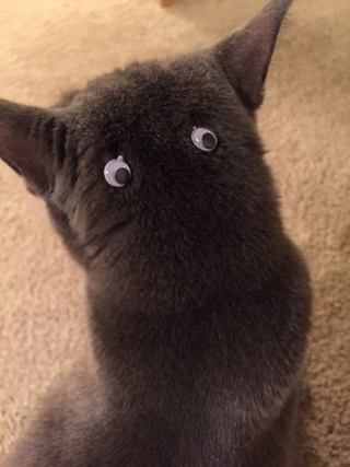 Illustration for article titled An Easy Way To Turn Your Cat into Totoro